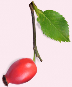 Rosa canina